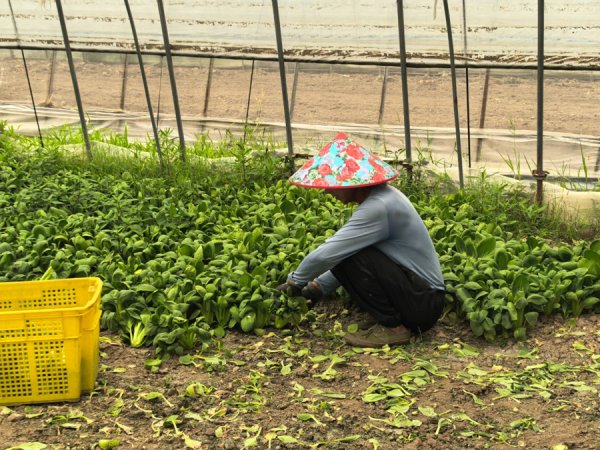 金信达 台风“竹节草”逼近，松江农业开启防台“加速度”